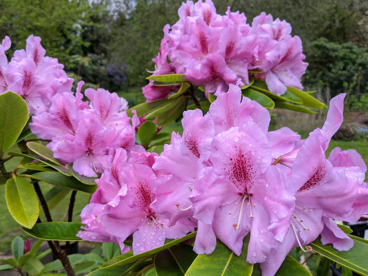 Unnamed hybrid seedling